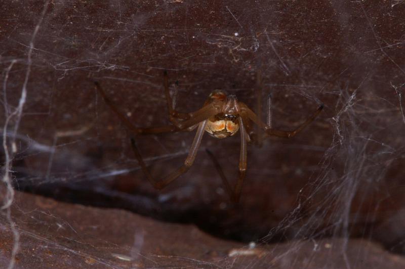 Latrodectus_hasselti_D3406_Z_82_E. of Nuendah homestead_Australie.jpg